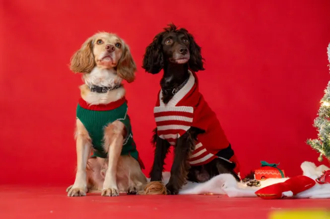 BTS DOG SHOOT WEB 15